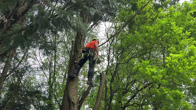 Best Tree Maintenance Programs  in Port Aransas, TX