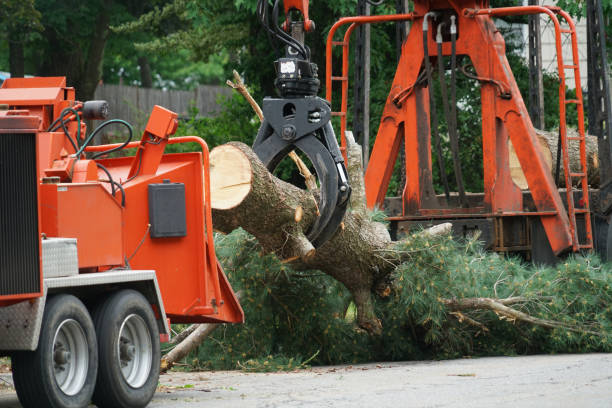 Best Storm Damage Tree Cleanup  in Port Aransas, TX