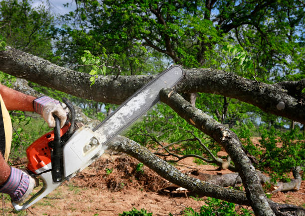 Best Emergency Tree Removal  in Port Aransas, TX