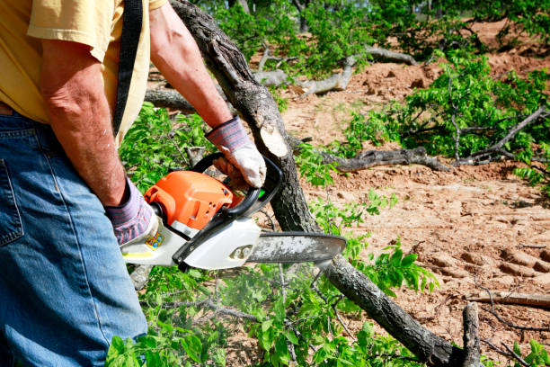  Port Aransas, TX Tree Services Pros